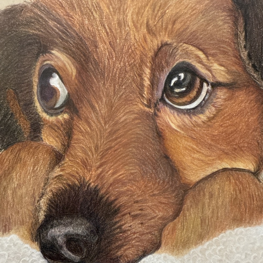 Vintage Original‎ Sketch Of Brown Dog-Signed-Artist M. McCarthy-(Unframed)